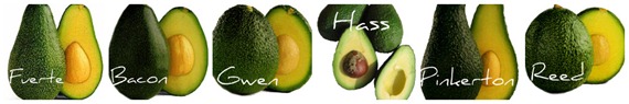 Avocado