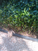 IMG_20100720_175222.jpg