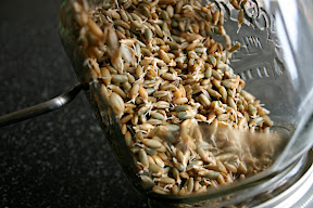 Grains de seigle en cours de germination