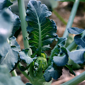 brocoli
