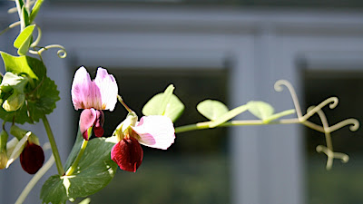 fleur de haricots mange-tout