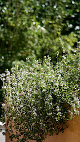 fleur de thym