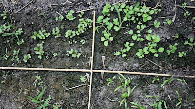 potager