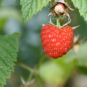 frambroise