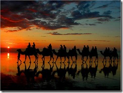 camel-surv-1