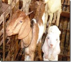 goat3 healthy goat milk