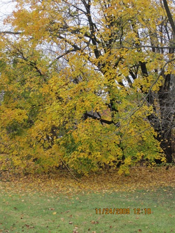 [IMG_24942.jpg]