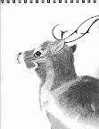 studying deer expression