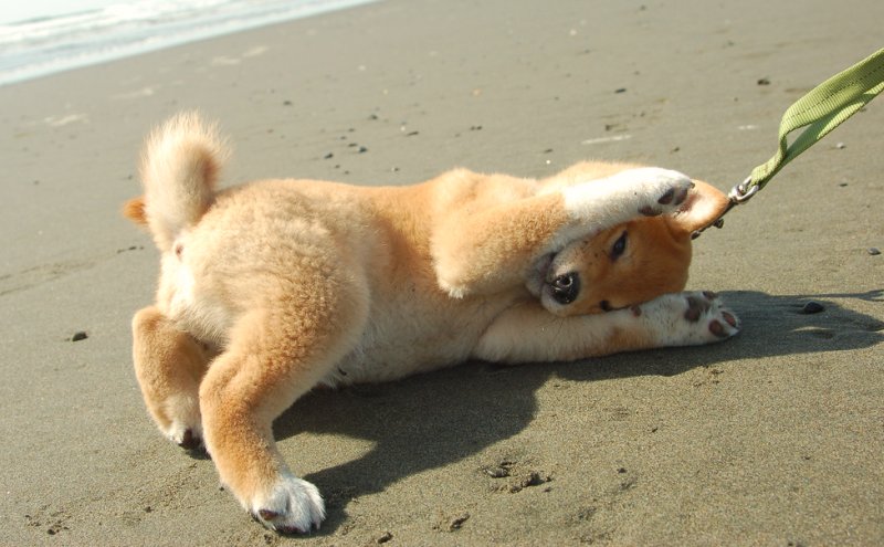 砂浜でじゃれる柴犬