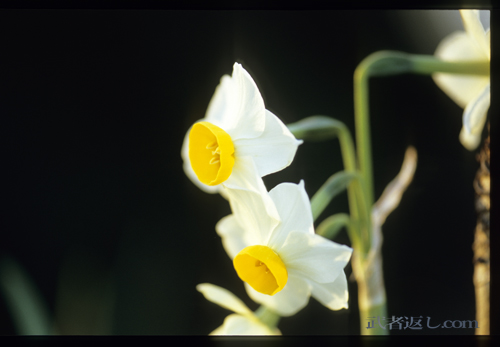 Nikon F6、AF-S VR Micro-Nikkor ED 105mm F2.8G、FUJICHROME PROVIA 100F