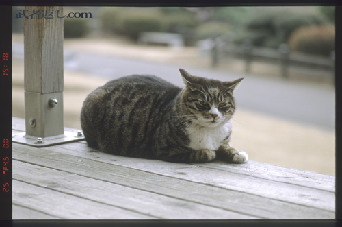 Nikon F6、AF-S VR Micro-Nikkor ED 105mm F2.8G、FUJICHROME PROVIA 100F