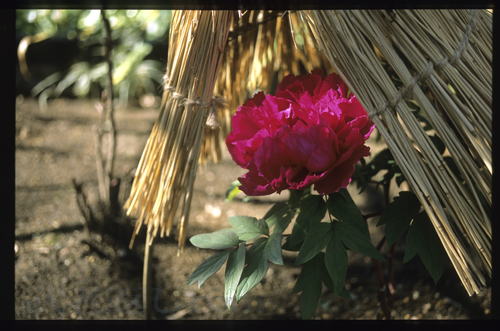 Nikon FM3A、Ai Micro-Nikkor 55mm F2.8S、FUJICHROME PROVIA 100F