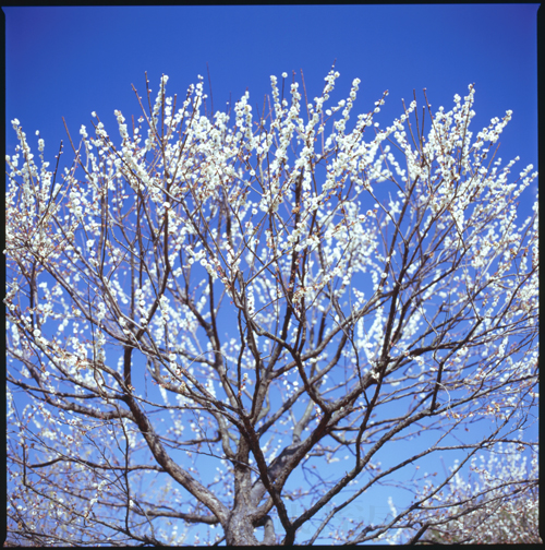 HASSELBLAD 503CW、Carl Zeiss T* Planar 80mm F2.8、C-PL、FUJICHROME Velvia 100F、三脚
