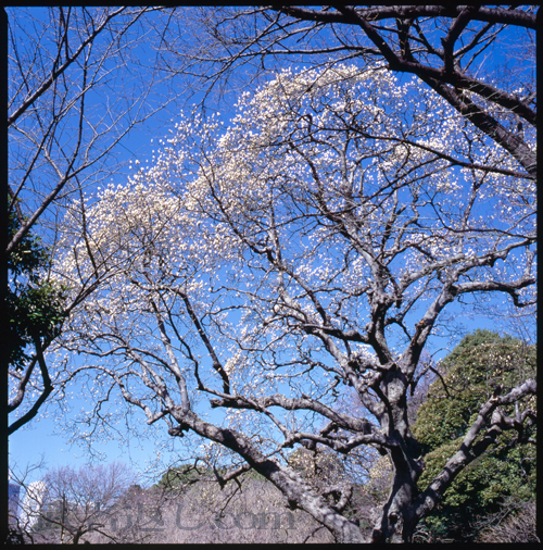 HASSELBLAD 503CW、Carl Zeiss Planar T* CFE 80mm F2.8、FUJICHROME Velvia 100F、C-PL、スポット測光