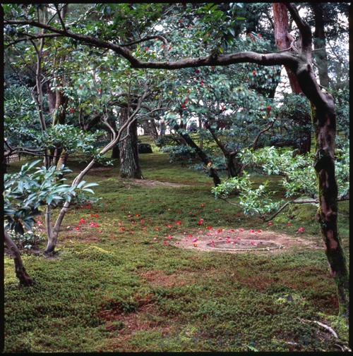 HASSELBLAD 503CW、Carl Zeiss Planar T* CFE 80mm F2.8、FUJICHROME Velvia 100F、三脚、スポット測光