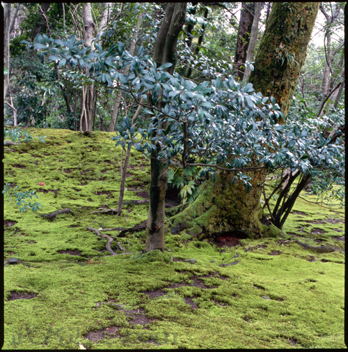 HASSELBLAD 503CW、Carl Zeiss Planar T* CFE 80mm F2.8、FUJICHROME Velvia 100F、三脚、スポット測光