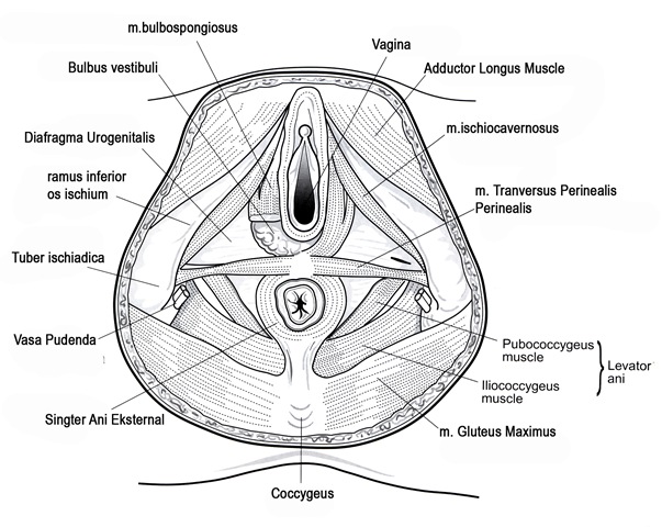 [Perineum copy copy[3].jpg]