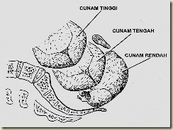 Klasifikasi Klasifikasi