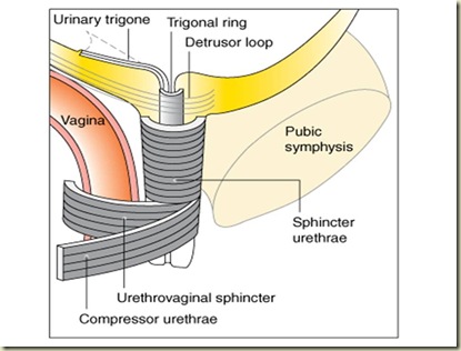 Sfingter Urethrae Sfingter Urethrae