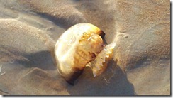 2011-02-12_08-04-27_209 2011-02-12_08-04-27_209