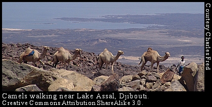 Djibouti camels