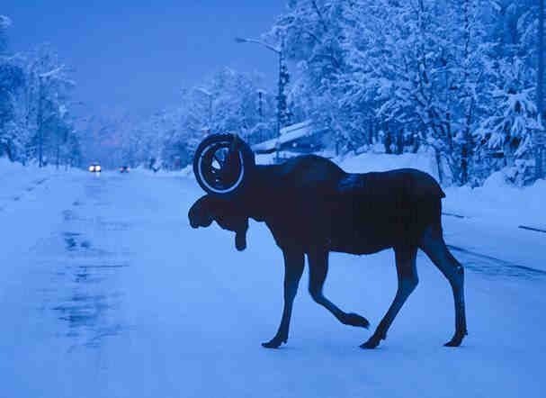 [tied moose[5].jpg]