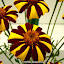 P1050206.jpg P1050206.jpg