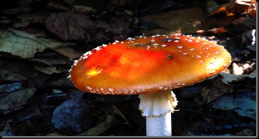 Alaska Wild Mushroom