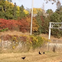 Crows