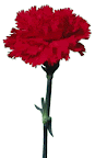 25 abril.gif