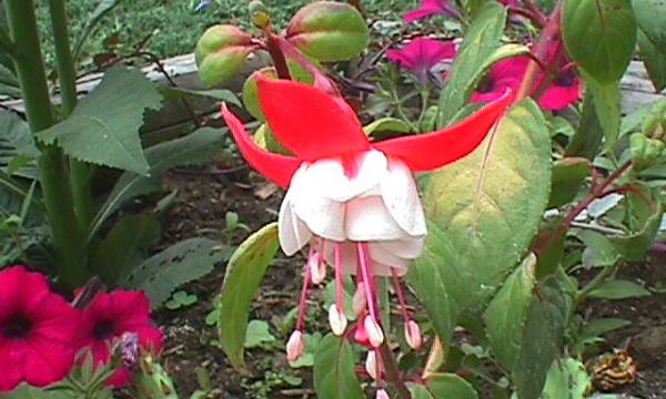 Kembang Anting-anting
