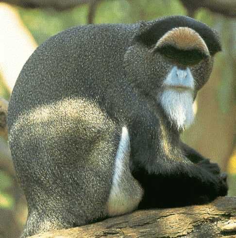 DeBrazzas Monkey - most expensive animals DeBrazzas Monkey - Most Expensive(funniest area)