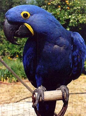 Hyacinth Macaw - most expensive animals Hyacinth Macaw - Most Expensive(funniest area)