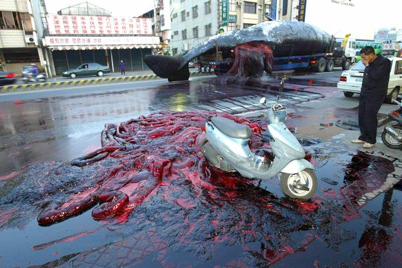 [bloody-whale-in-china-street.jpg]