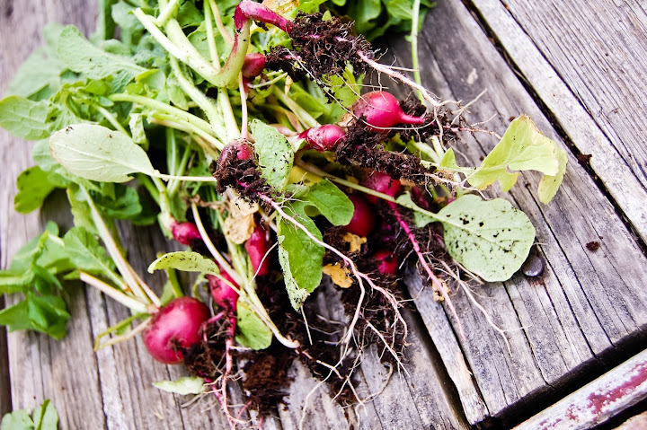 radishes