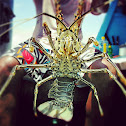 Bamboo Lobster