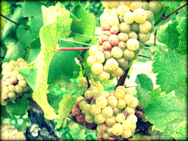 [grapes3[2].jpg]