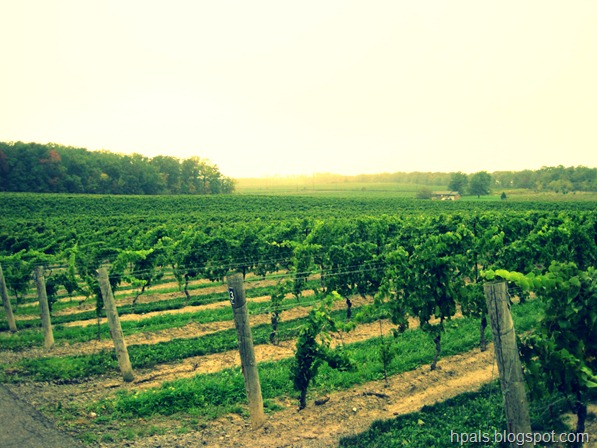 vineyards