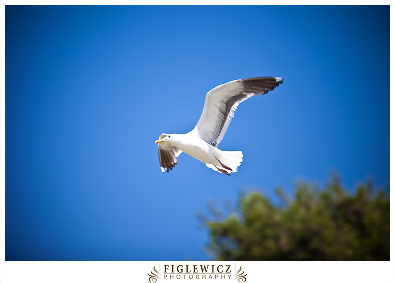 ManhattanBeach-FiglewiczPhotography-PollywogPark-KristaandAnthony-0037.jpg