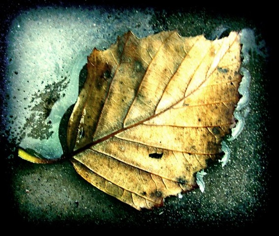 [gold leaf[4].jpg]