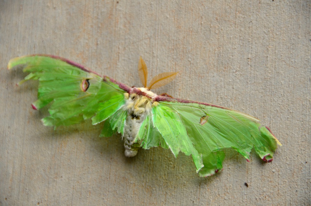 [sterlie moth3[3].jpg]