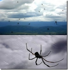 a97047_1-Spider a97047_1-Spider