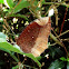 The Common Palmfly