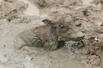 stuck in the mud stuck in the mud