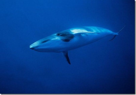 minke-whale-hybrid-found