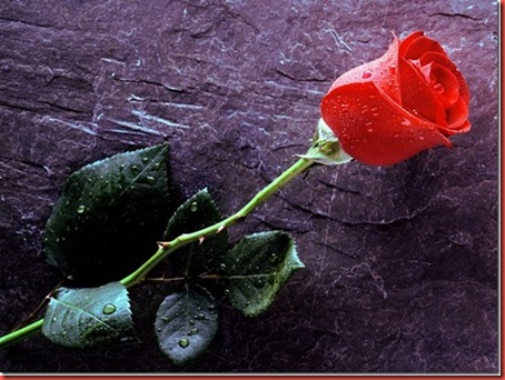 Valenties day greetings 1