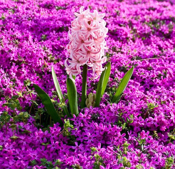 [Amazing_Purple_Flowers_1[3].jpg]