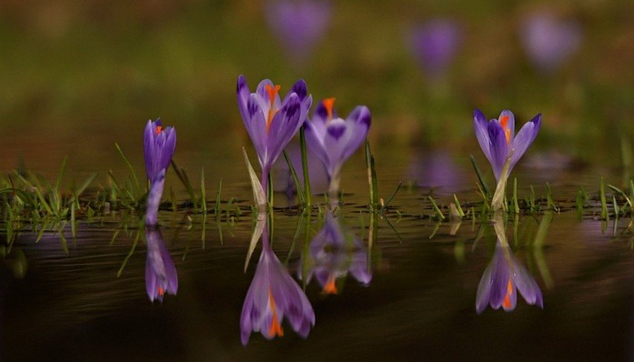 [Amazing_Purple_Flowers_10[3].jpg]