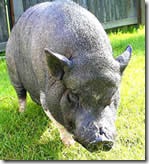piggy