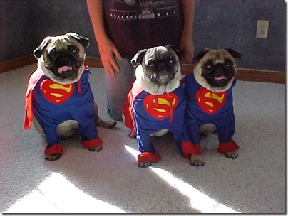 3pugs10-25-01a